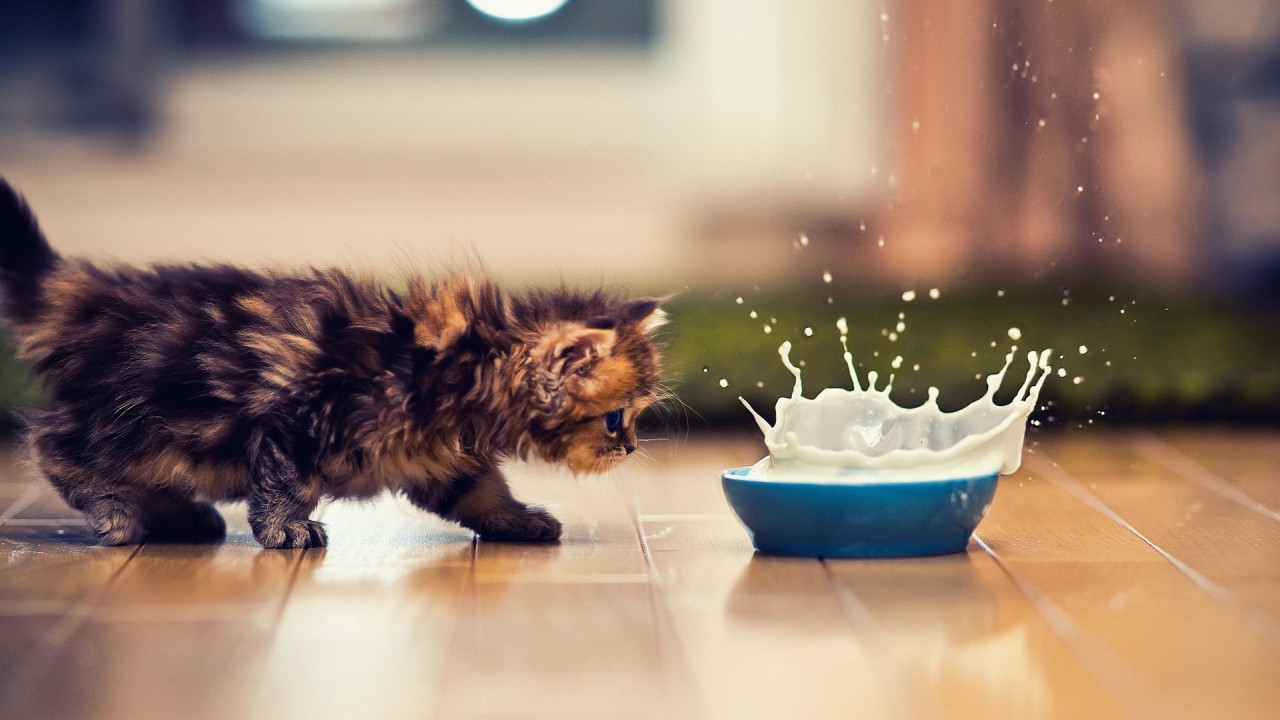 Котенок и брызги молока