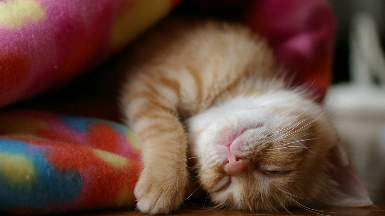 Котенок спит в одеяле