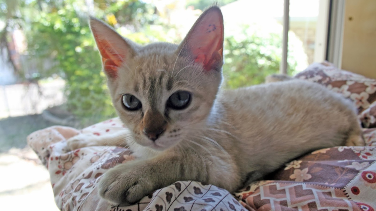 Котенок породы австралийский мист