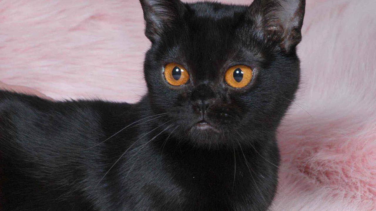 Котенок породы бомбейская кошка