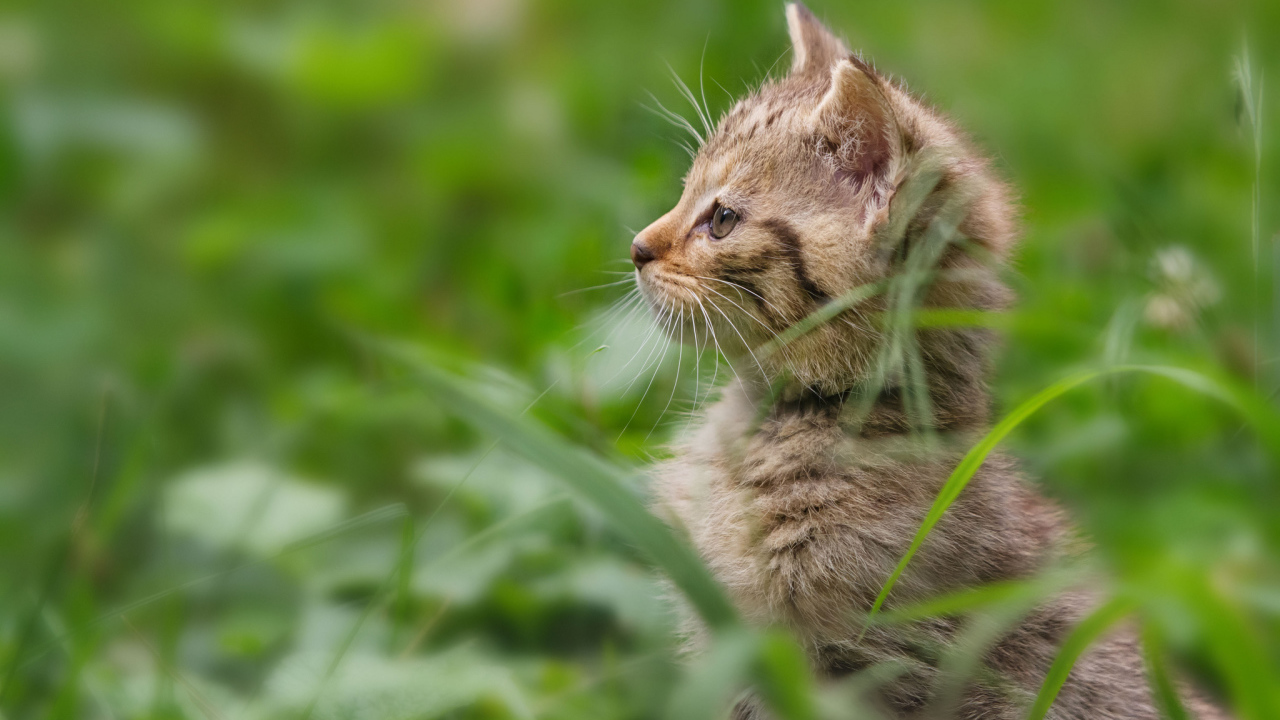 Котенок гуляет в траве