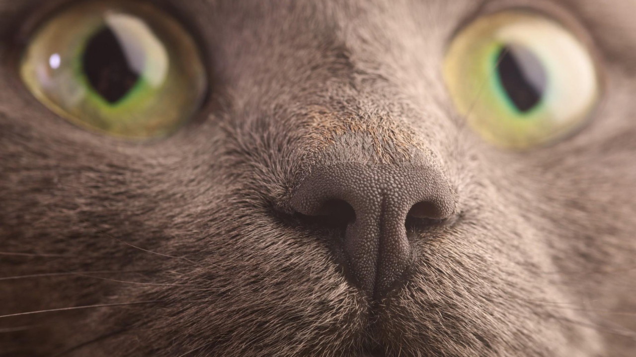 Мордочка кота корат