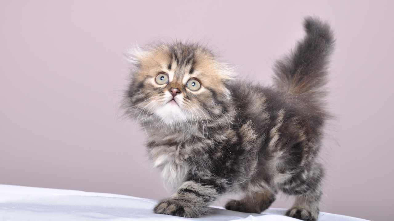 Маленький котенок британской длинношерстной кошки