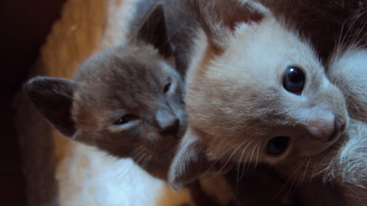 Маленькие котята тонкинской кошки