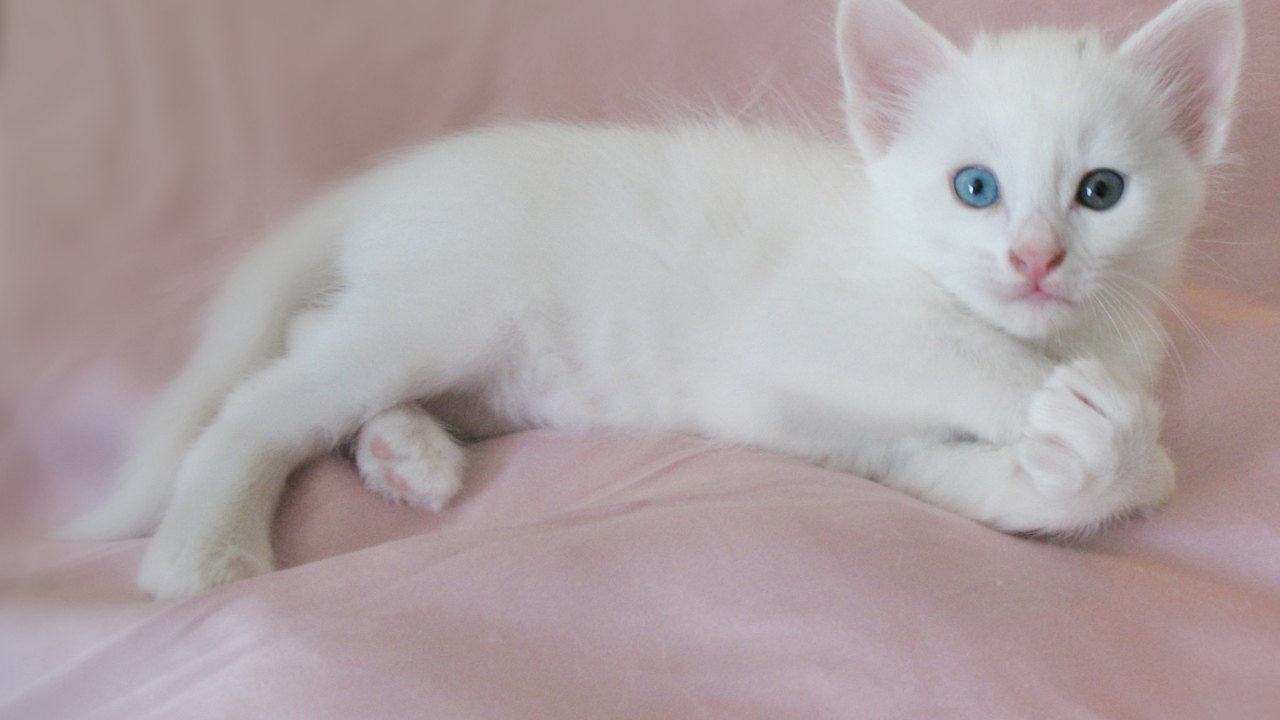 Маленький котенок турецкая ангора