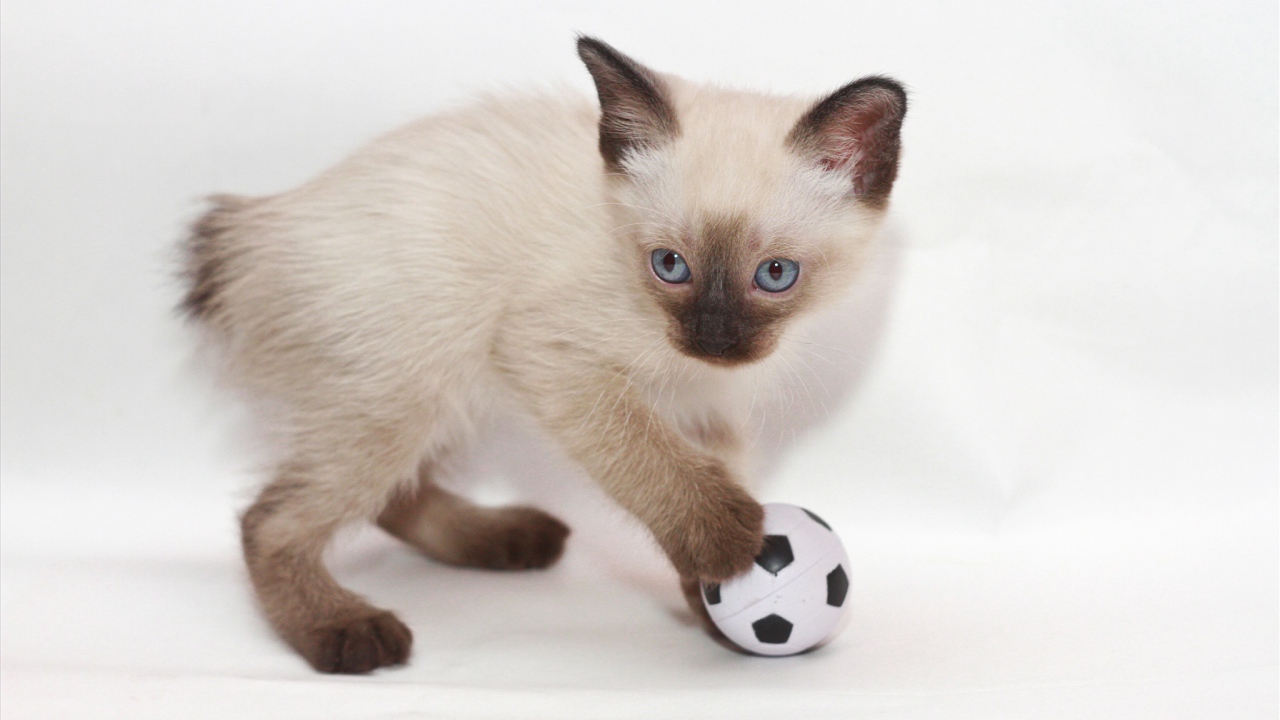 Котенок меконгский бобтейл с мячом