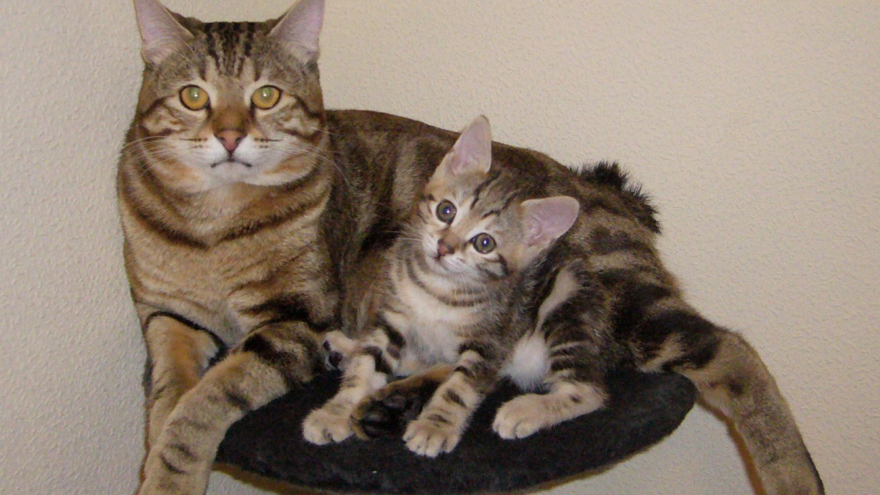 Мама курильский бобтейл с котенком