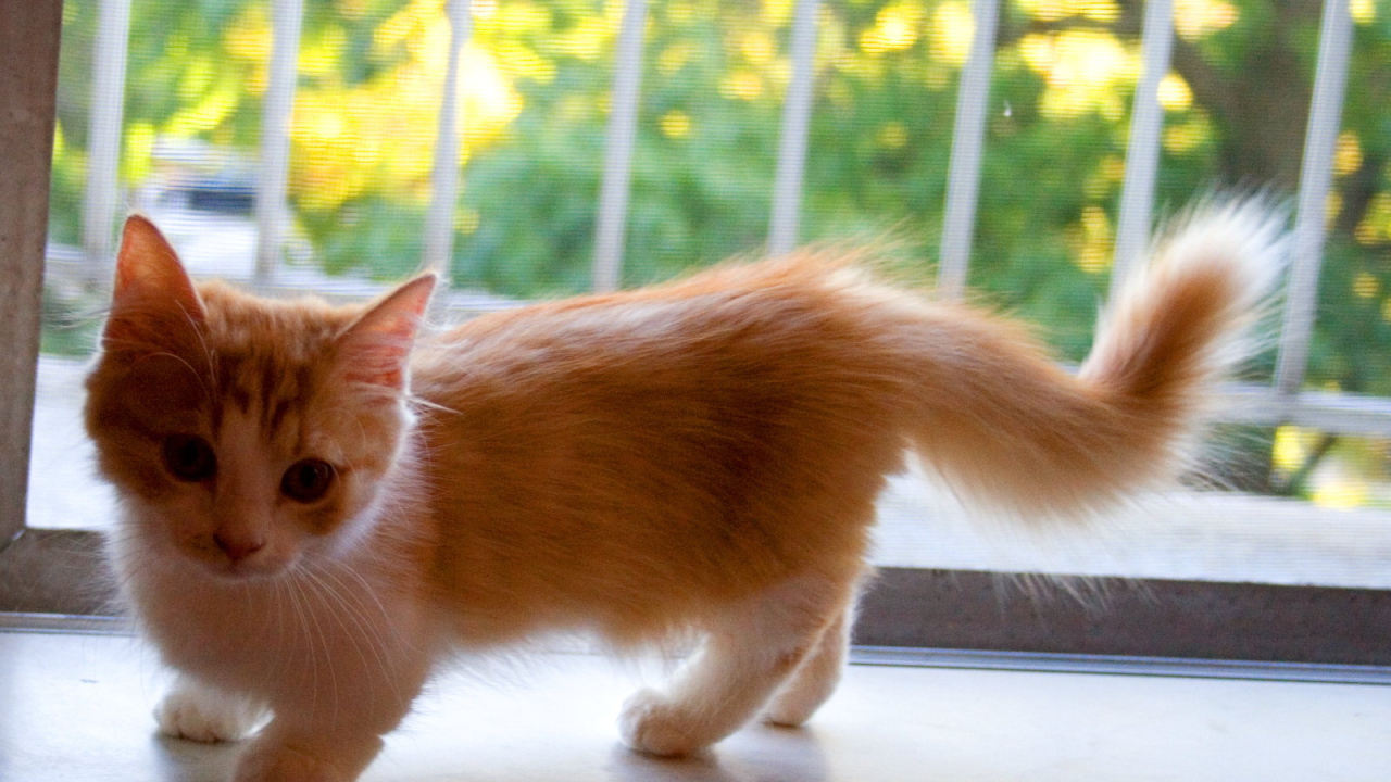 Котенок манчкин на подоконнике
