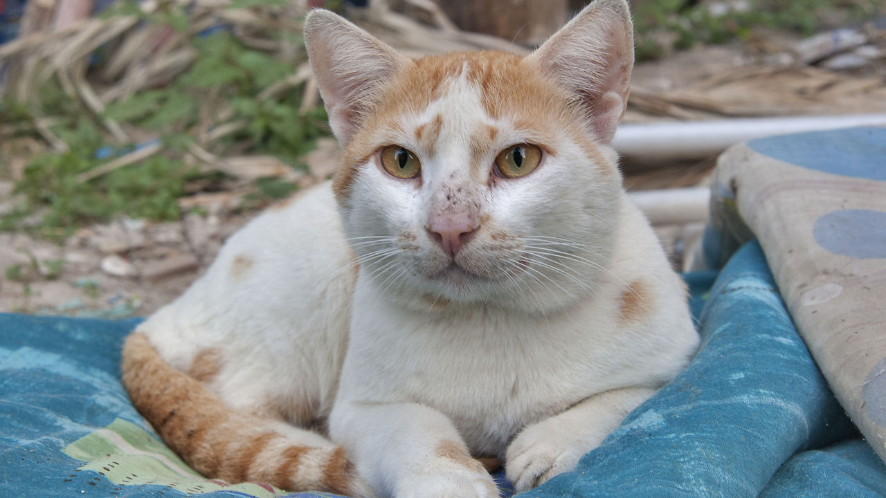 Мордочка кота аравийский мау