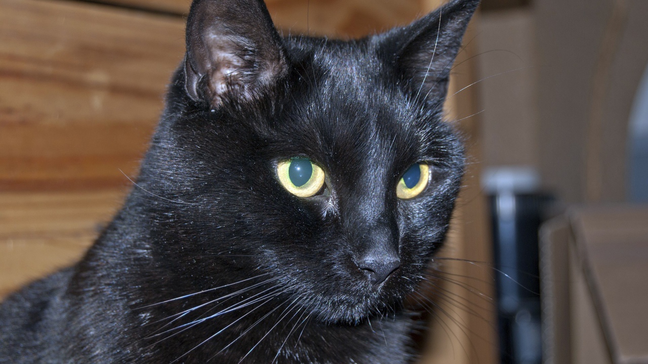 Мордочка бомбейской кошки