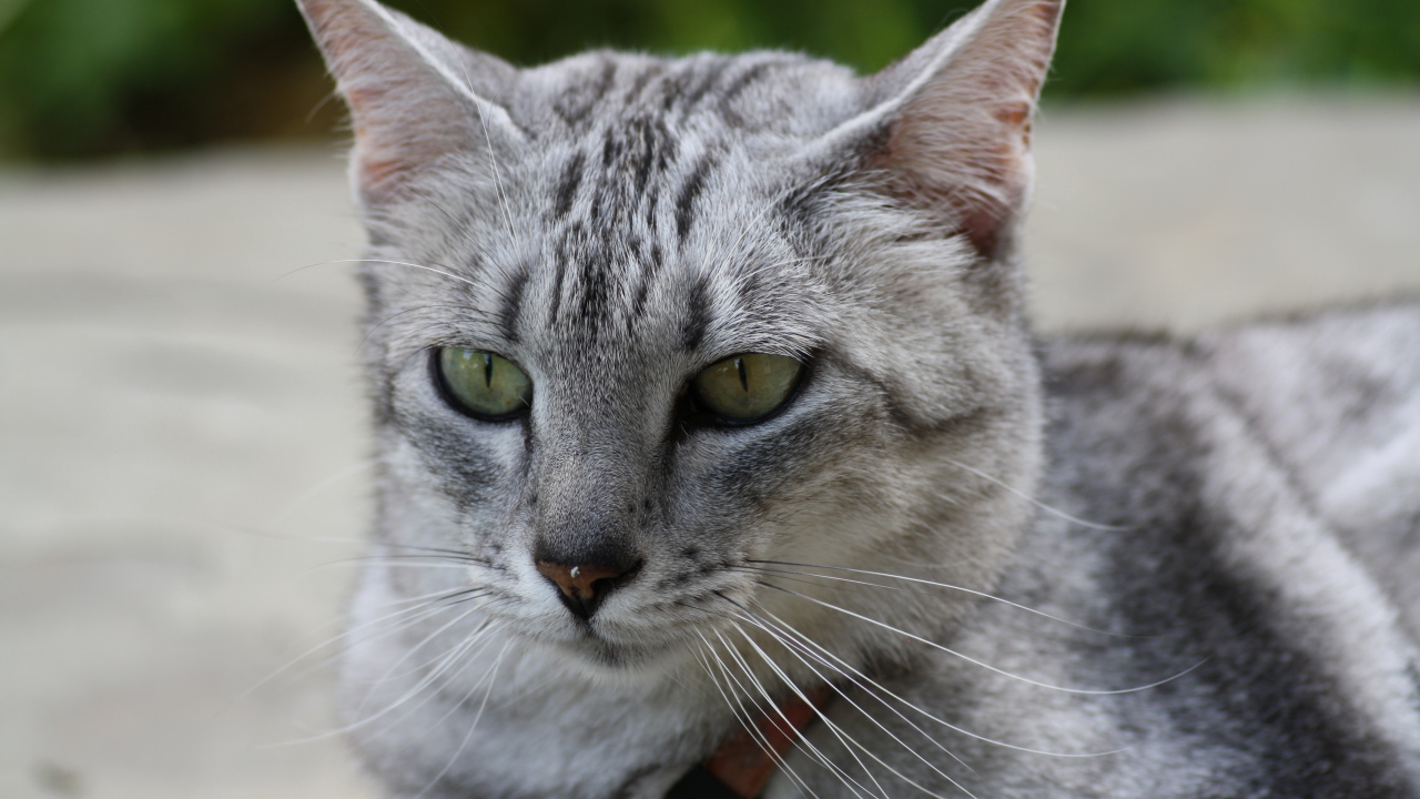 Мордочка кота египетская мау