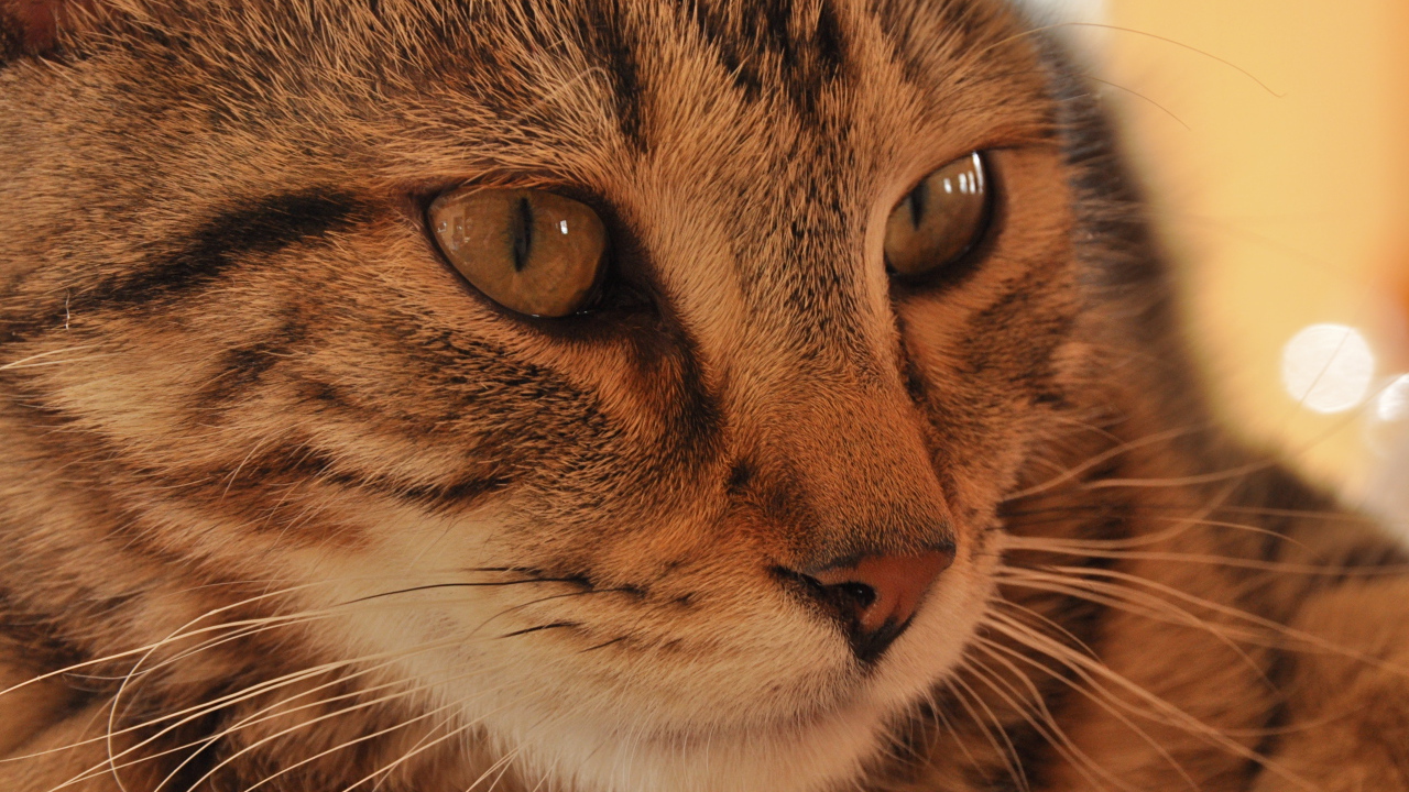 Морда кота пиксибоб