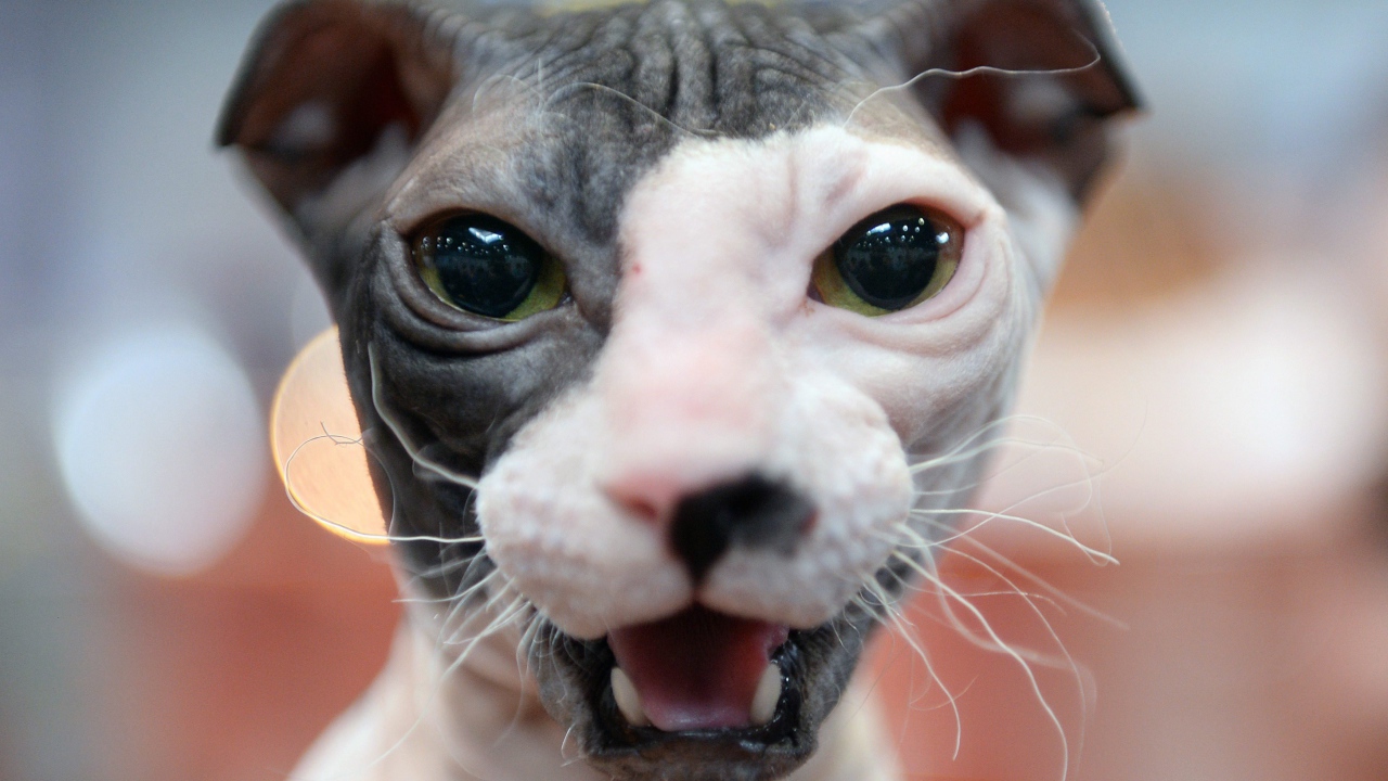 Морда кота украинский левкой