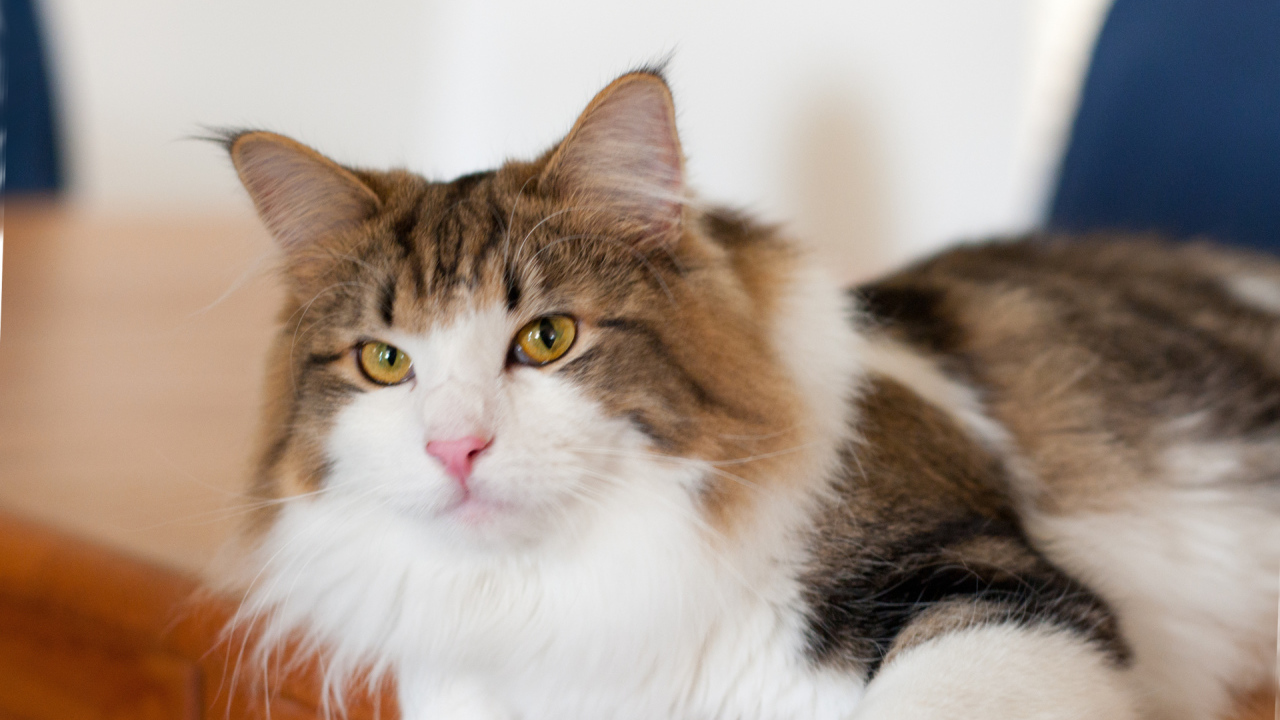 Благородная норвежская лесная кошка