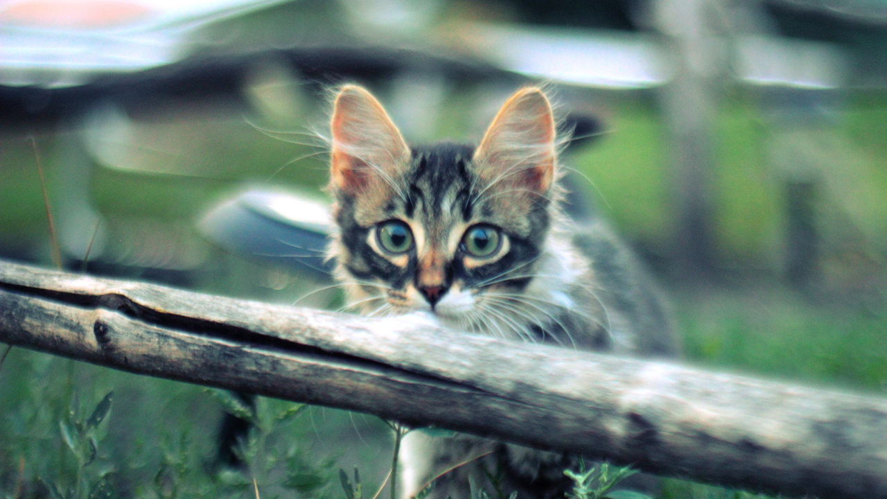 Котенок норвежской лесной кошки