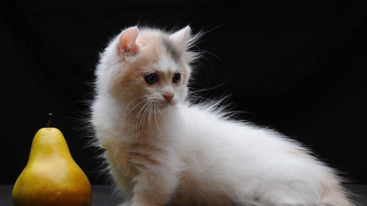 Груша и котенок манчкин