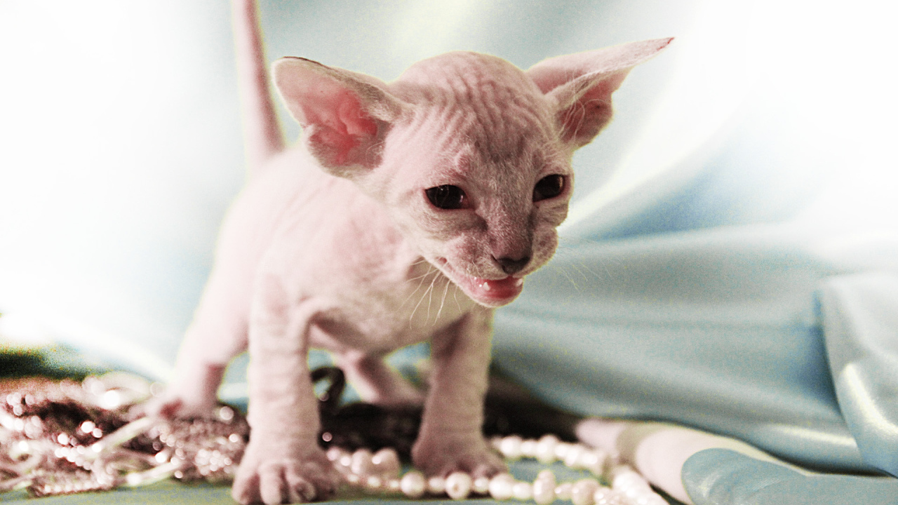 Котенок породы петерболд