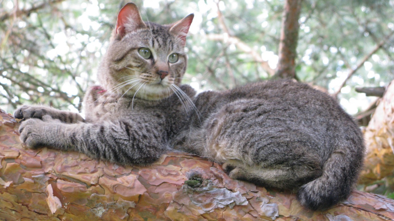 Кот пиксибоб на дереве