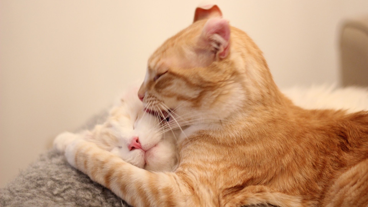 Игривые коты американский керл