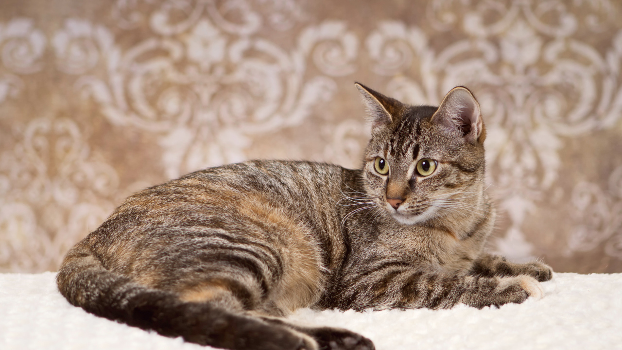 Игривая кошка на ковре