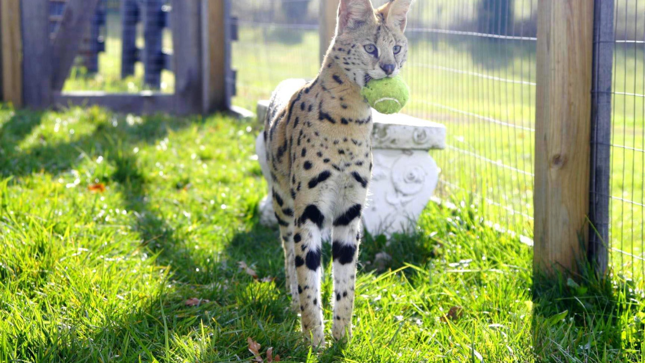 Игривая кошка саванна