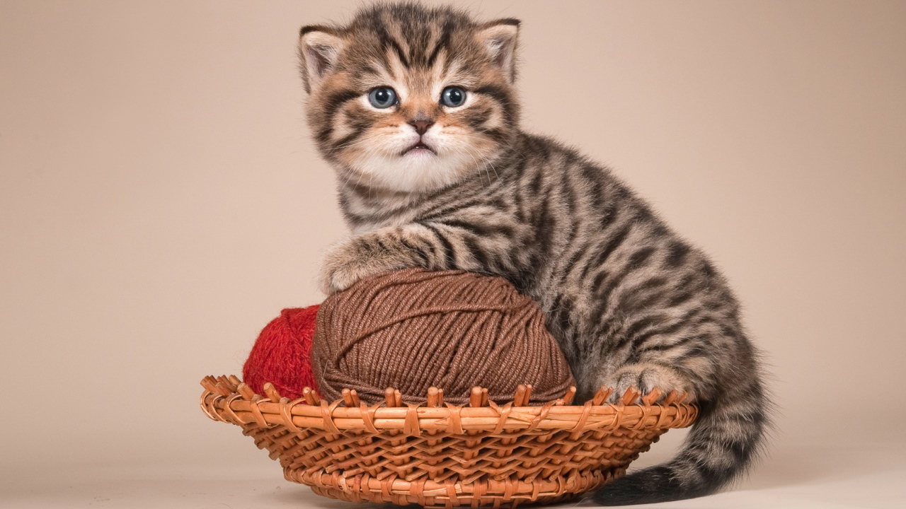 Игривый котенок британской короткошерстной кошки