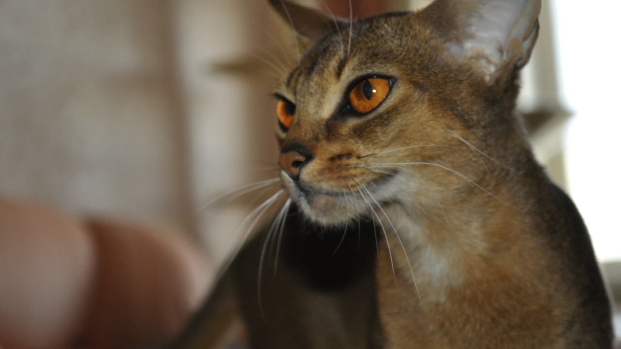 Гордая абиссинская кошка