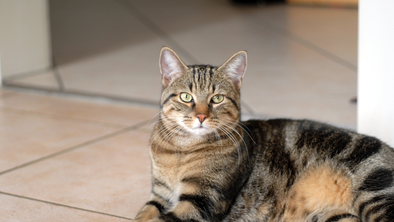 Гордая европейская короткошерстная кошка