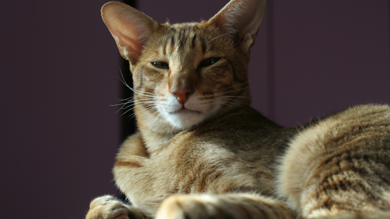 Гордая ориентальная короткошерстная кошка