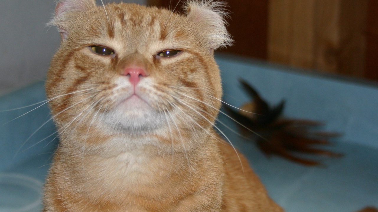 Гордый рыжий американский керл