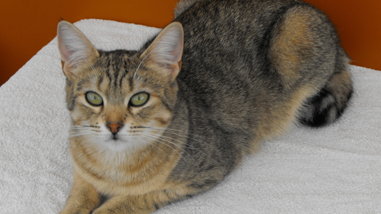 Породистый кот пиксибоб