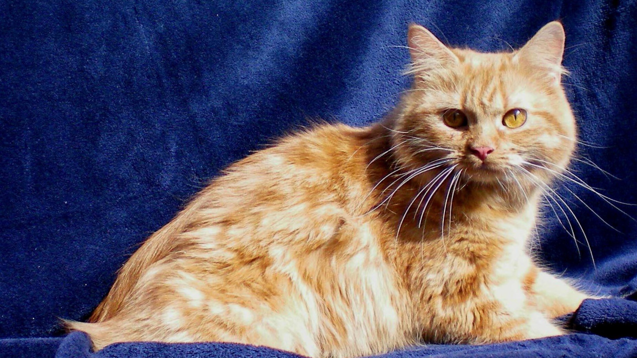 Рыжий кот кимрик