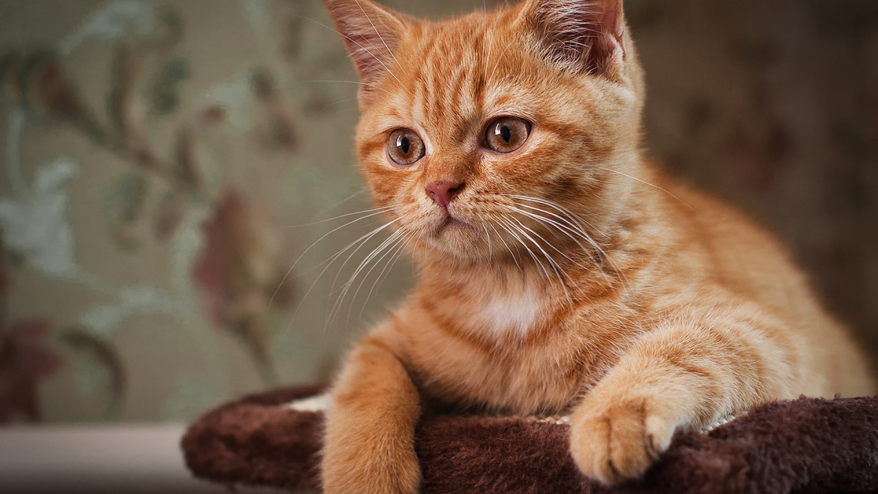 Рыжий усатый кот