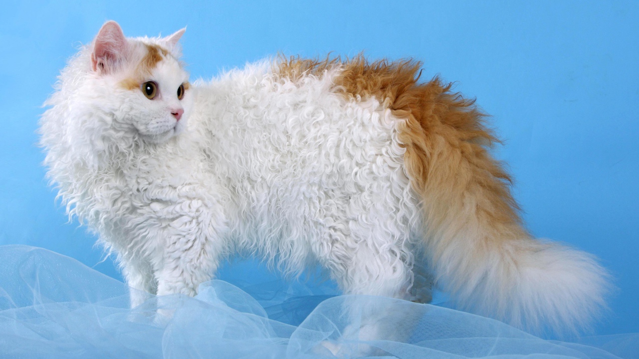 Бело рыжий селкирк рекс