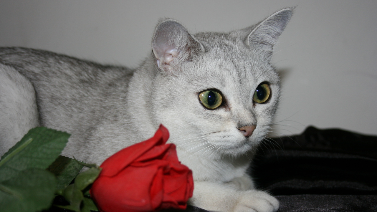 Роза и бурмилла