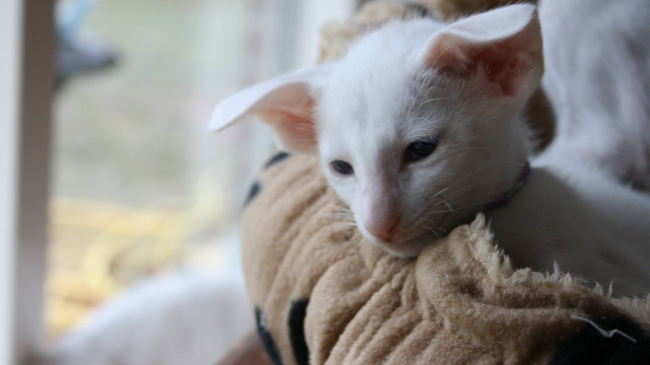 Грустный форин вайт