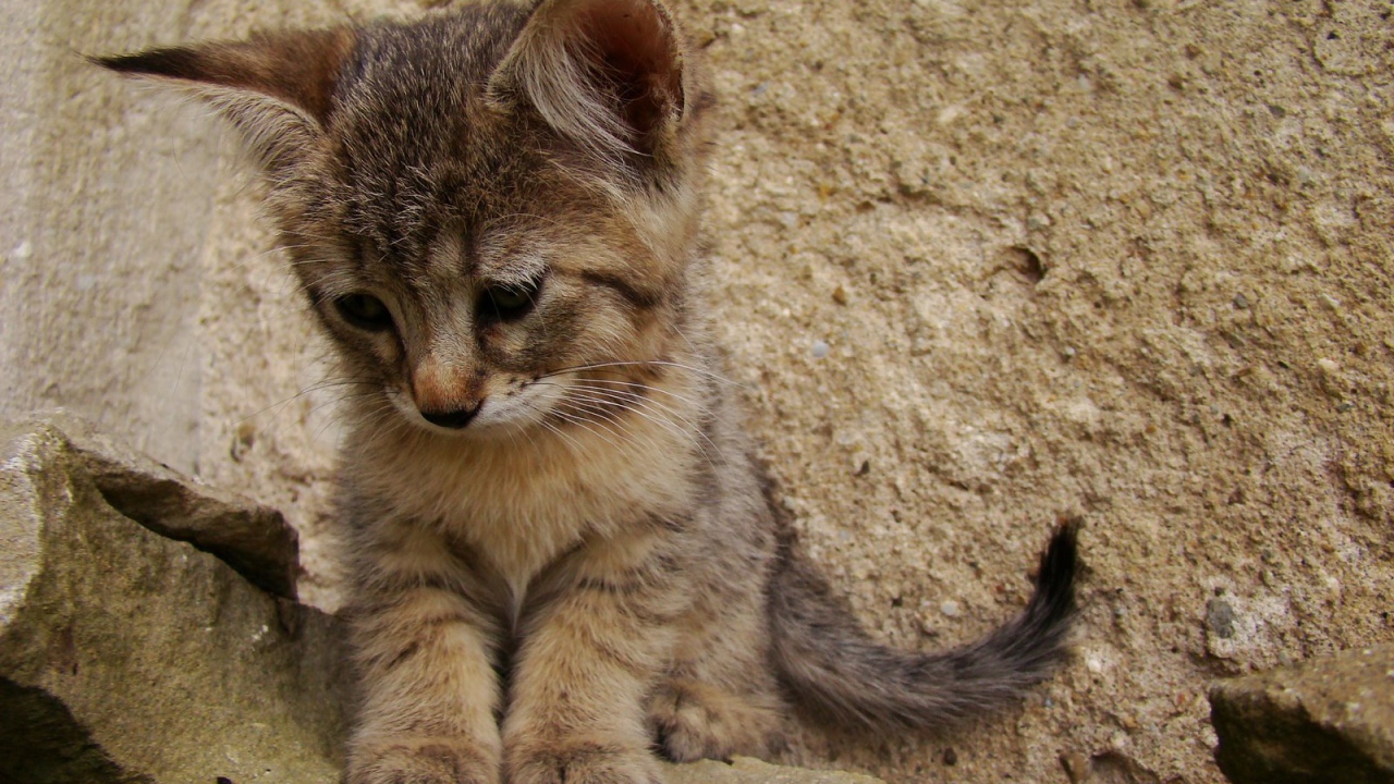 Грустный котенок пиксибоб