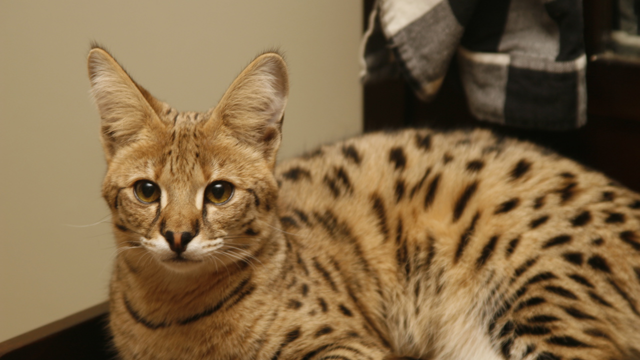 Порода кошек саванна