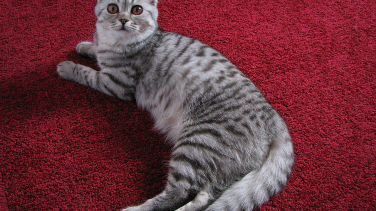 Шотландская кошка на ковре