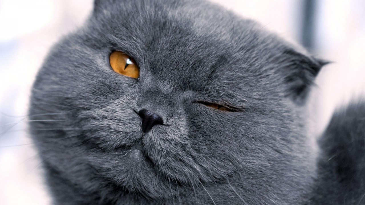 Шотландская кошка подмигивает