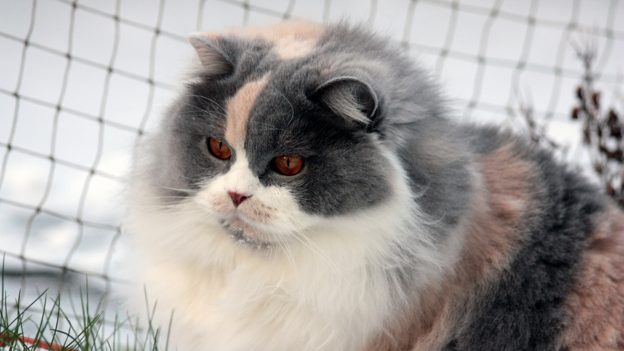 Лохматая британская длинношерстная кошка