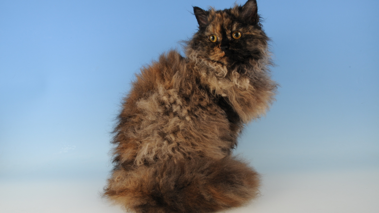 Лохматый селкирк рекс