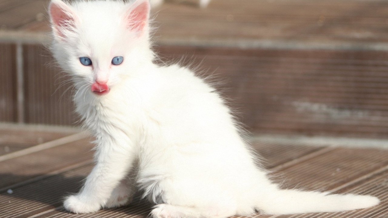 Лохматый котенок турецкая ангора