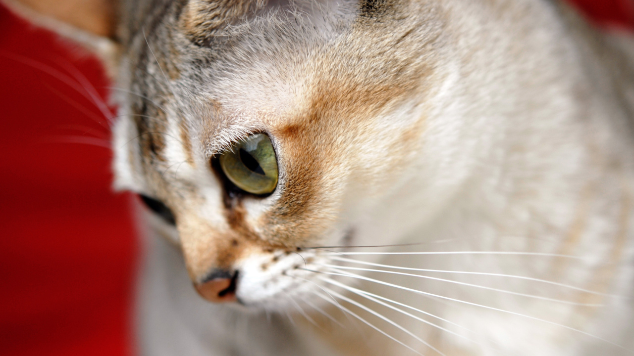 Милашка сингапурская кошка