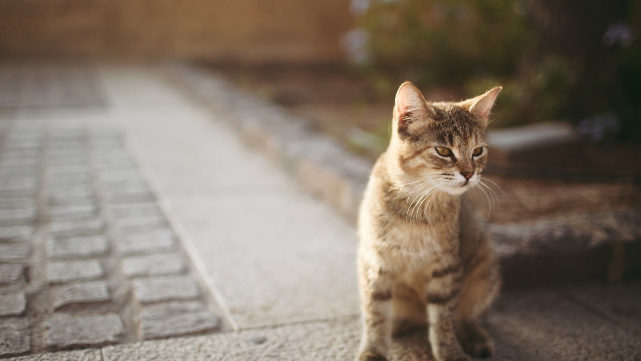 Котенок сингапурской кошки