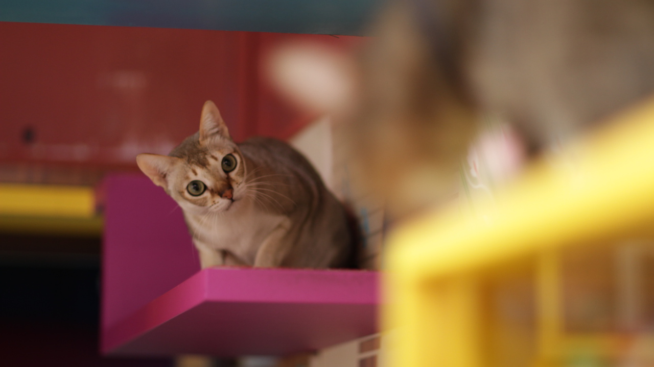 Сингапурская кошка на стуле