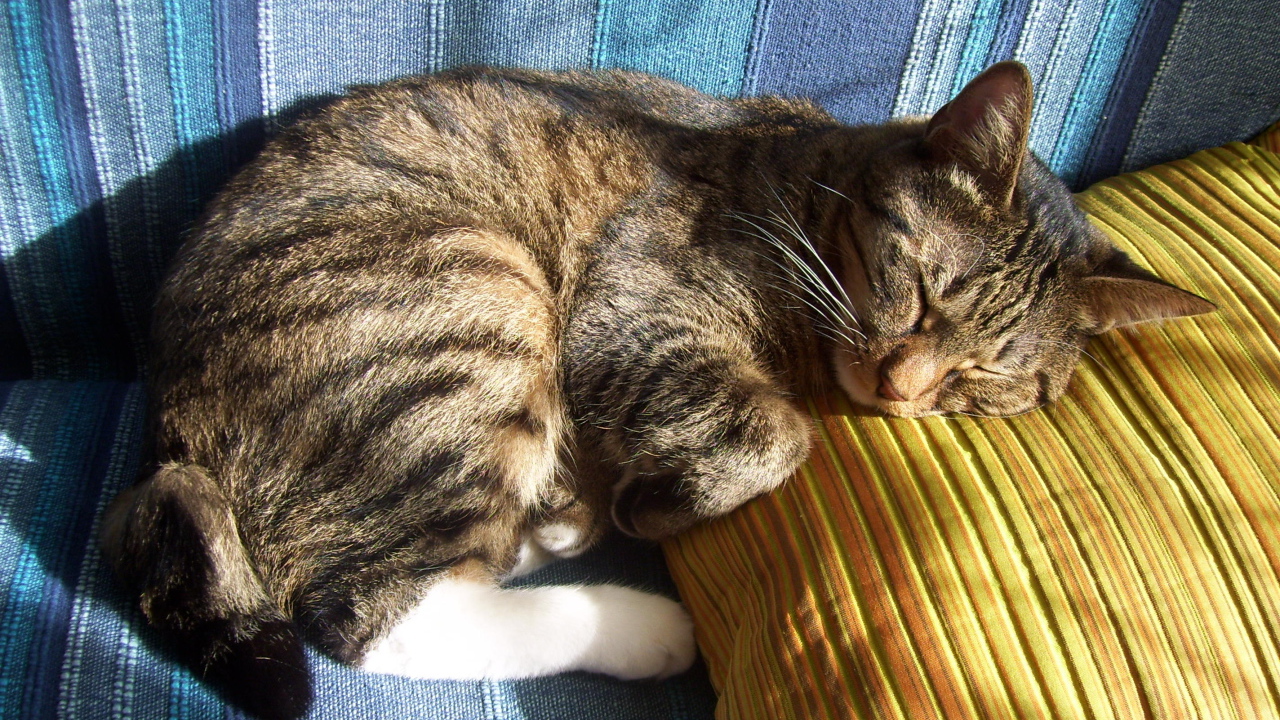 Спящий американский бобтейл