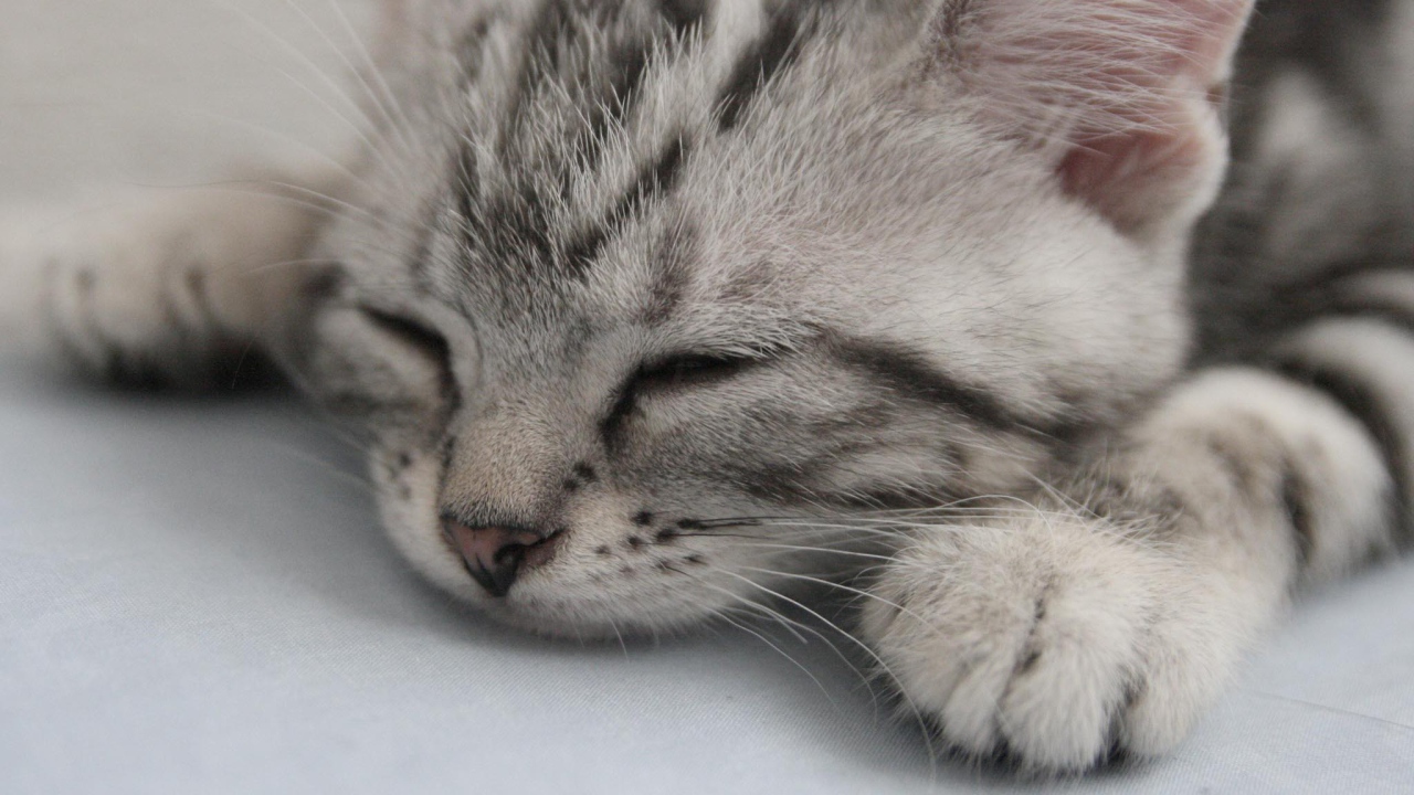 Спящий котенок американской жесткошерстной кошки