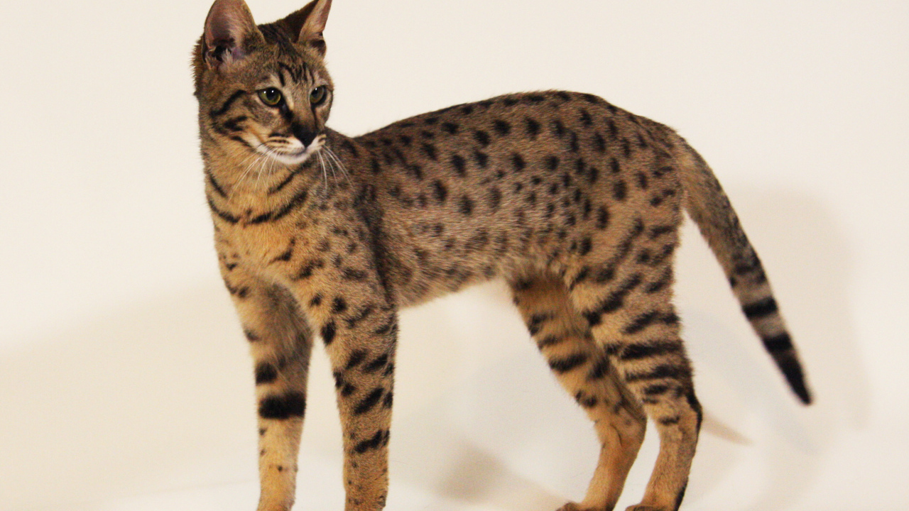 Стройная кошка саванна