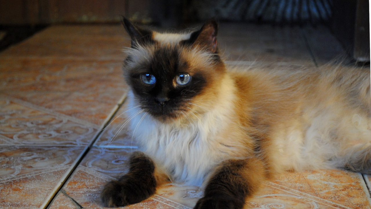 Небольшая гималайская кошка